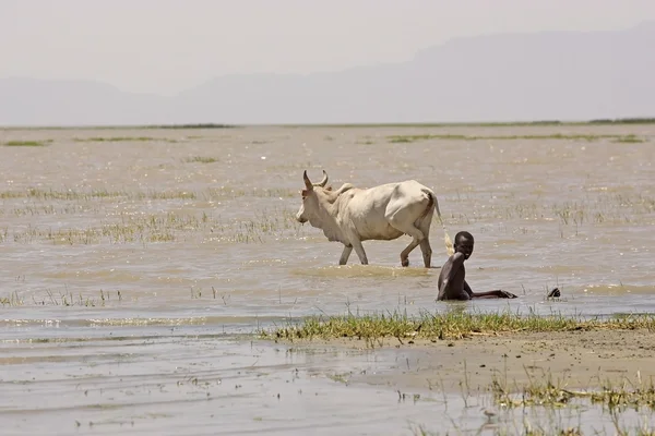Afrikaanse mens en vee — Stockfoto