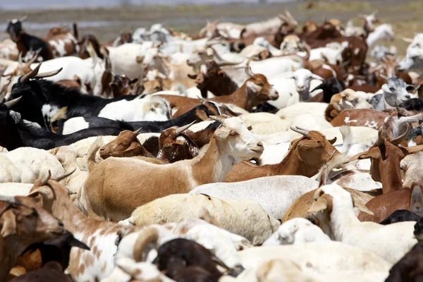 Kozy podél pobřeží afrického jezera — Stock fotografie