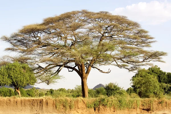 Acacia träd i den afrikanska savannen — Stockfoto