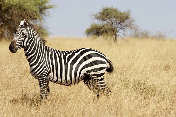 Zebra (Equus burchellii) — Foto Stock