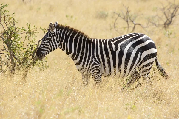 Zebra (Equus burchellii) — Stockfoto