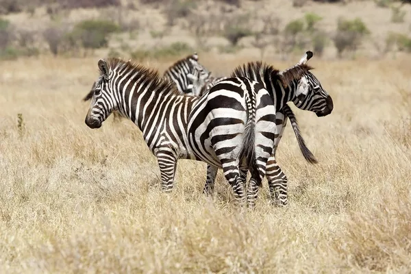 Zebras (equus burchellii) in der Savanne — Stockfoto