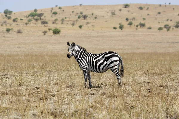 Zebra (Equus burchellii) — Zdjęcie stockowe