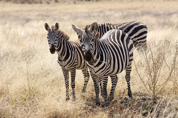 Zebra's (Equus burchellii) in de savanne — Stockfoto