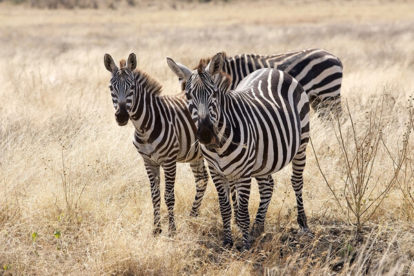 Zebras (Equus Burchellii) in the african savanna