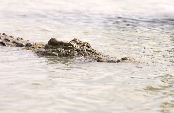Nile crocodile (Crocodylus niloticus) — Stock Photo, Image