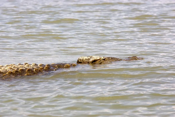Nile crocodile (Crocodylus niloticus) — Stock Photo, Image