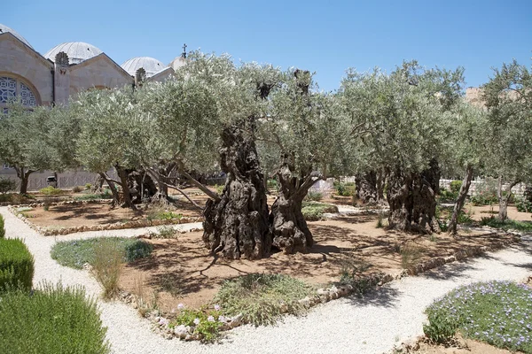 Garden of Gethsemane — Stock Photo, Image