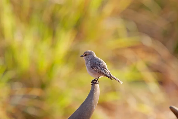 Graurücken-Camaroptera (camaroptera brevicaudata)) — Stockfoto