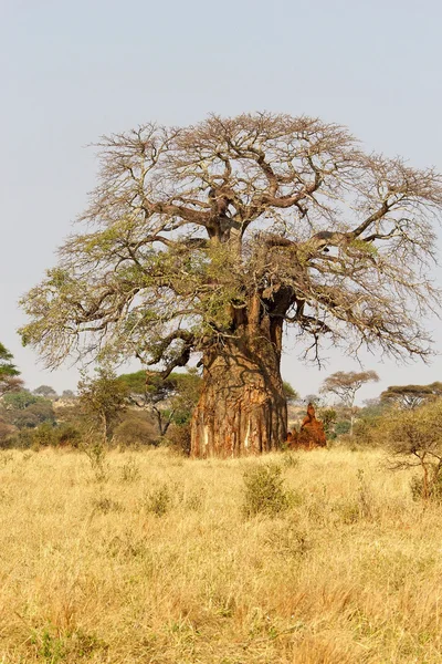 Baobab (Adansonia digitata) — Photo