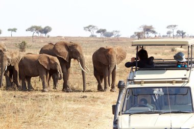 Afrika turizm