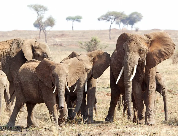 Elefante africano (Loxodonta africana) — Fotografia de Stock