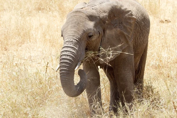 Afrika Fili (Loxodonta africana) — Stok fotoğraf