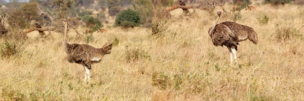 Avestruz (Struthio camelus ) — Foto de Stock