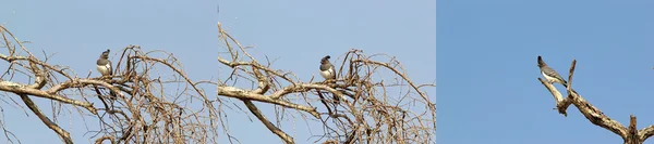 Ventre blanc disparaître oiseau (Criniferoides leucogaster ) — Photo