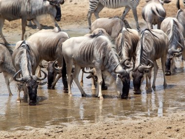 Manda (Connochaetas taurinus)