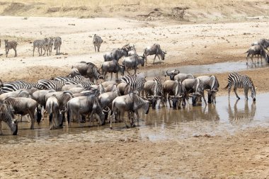Manda (Connochaetes taurinus) ve zebra (Equus burchelli)