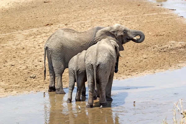 Słoń afrykański (Loxodonta africana) — Zdjęcie stockowe