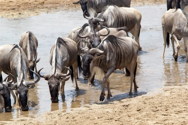 GNU (Connochaetes taurinus) — Stockfoto