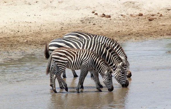 Zebra (Equus burchelli) — Foto Stock