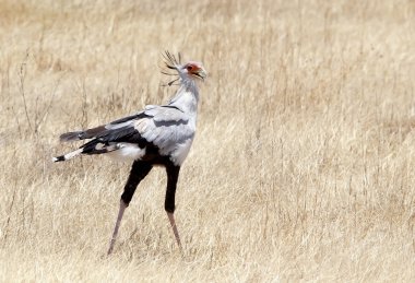 Secretarybird (yay serpentarius)