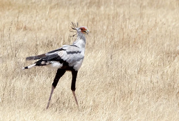 Oiseau secrétaire (Sagittarius serpentarius) ) — Photo