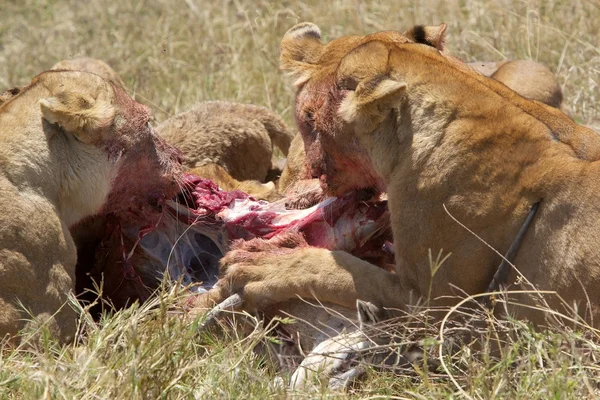 Afrikalı dişi aslan (Panthera leo) — Stok fotoğraf
