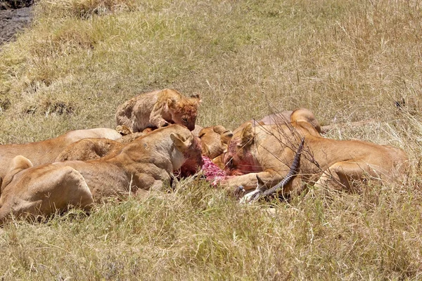 Leoa africana (Panthera leo ) — Fotografia de Stock