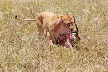 Afrika aslanı (Panthera leo)