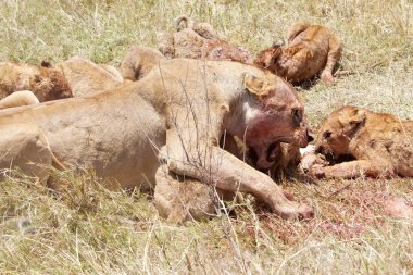 Afrika aslanı (Panthera leo)