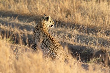 Leoparı (Panthera pardus)