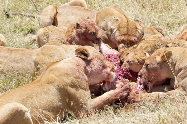 Afrikanska lejon (Panthera leo) — Stockfoto