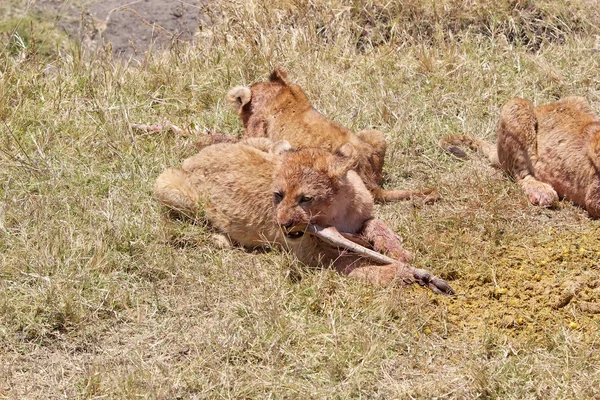 Afrika aslanı (Panthera leo)