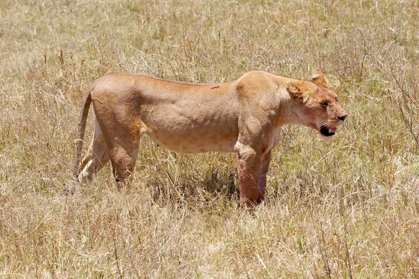 Африканська левиця (Panthera leo) — стокове фото