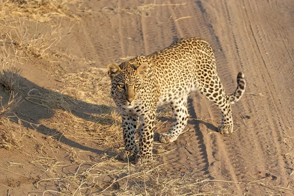 Leopard (Panthera pardus) — Stock Photo, Image