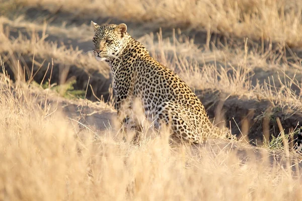 Levhart skvrnitý (Panthera pardus) — Stock fotografie