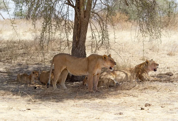 Leone africano (Panthera leo ) — Foto Stock