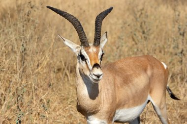 Grant's ceylan (Gazella granti)