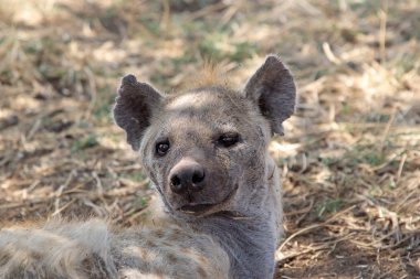 Benekli sırtlan (Crocuta crocuta)