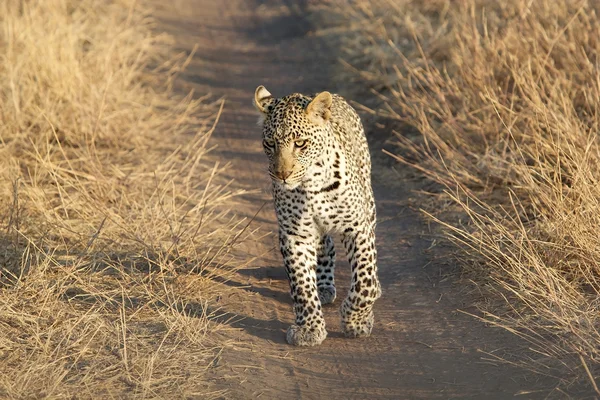 Leopardo (Panthera pardus ) — Foto Stock