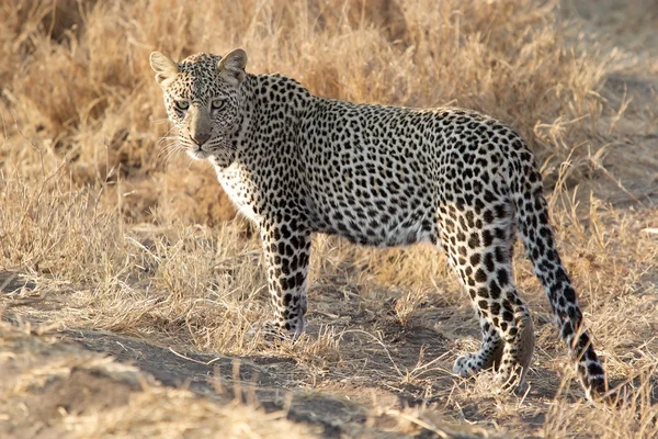 Leopardo (Panthera pardus ) — Fotografia de Stock