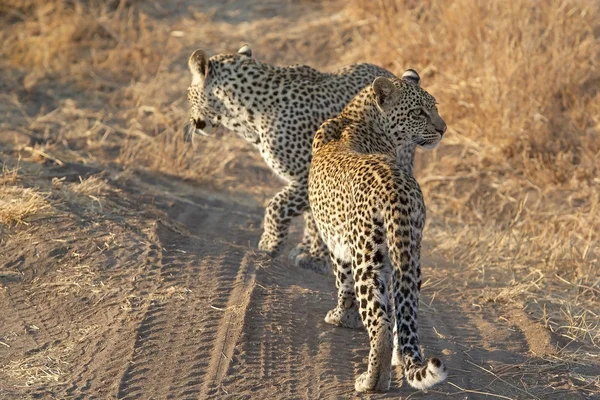 Leopardo (Panthera pardus ) — Foto Stock