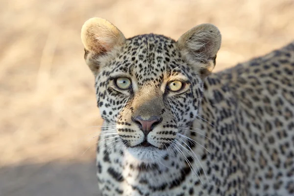 Leopardo (Panthera pardus ) — Foto Stock