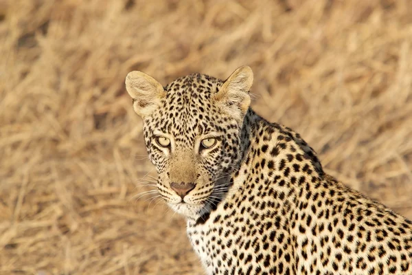 Leopardo (Panthera pardus ) — Foto Stock