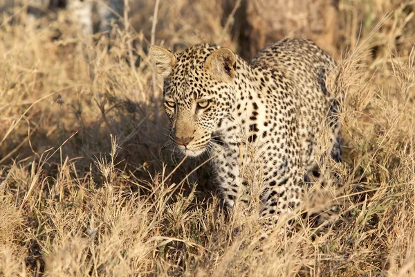 Levhart skvrnitý (Panthera pardus) — Stock fotografie