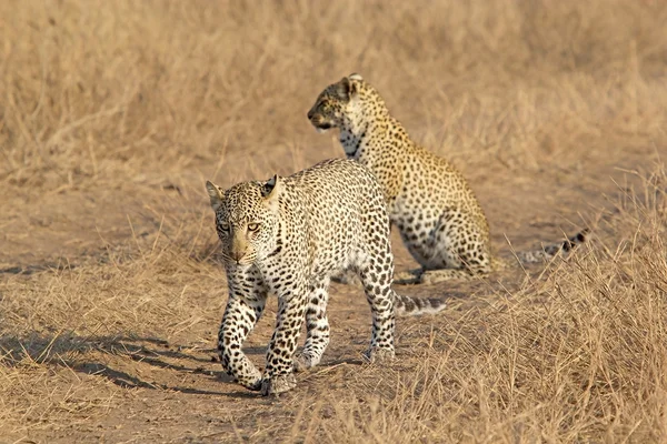 Levhart skvrnitý (Panthera pardus) — Stock fotografie