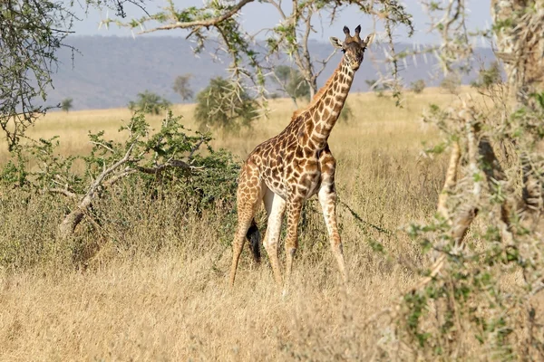 Girafa (Giraffa camelopardalis ) — Fotografie, imagine de stoc