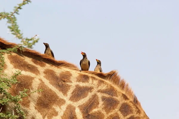 Żółtym zapowiadane oxpecker (buphagus africanus) — Zdjęcie stockowe