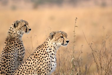 Çita (Acinonyx jubatus)