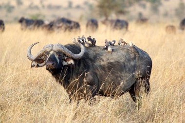 Afrika Bizonu (Syncerus caffer))